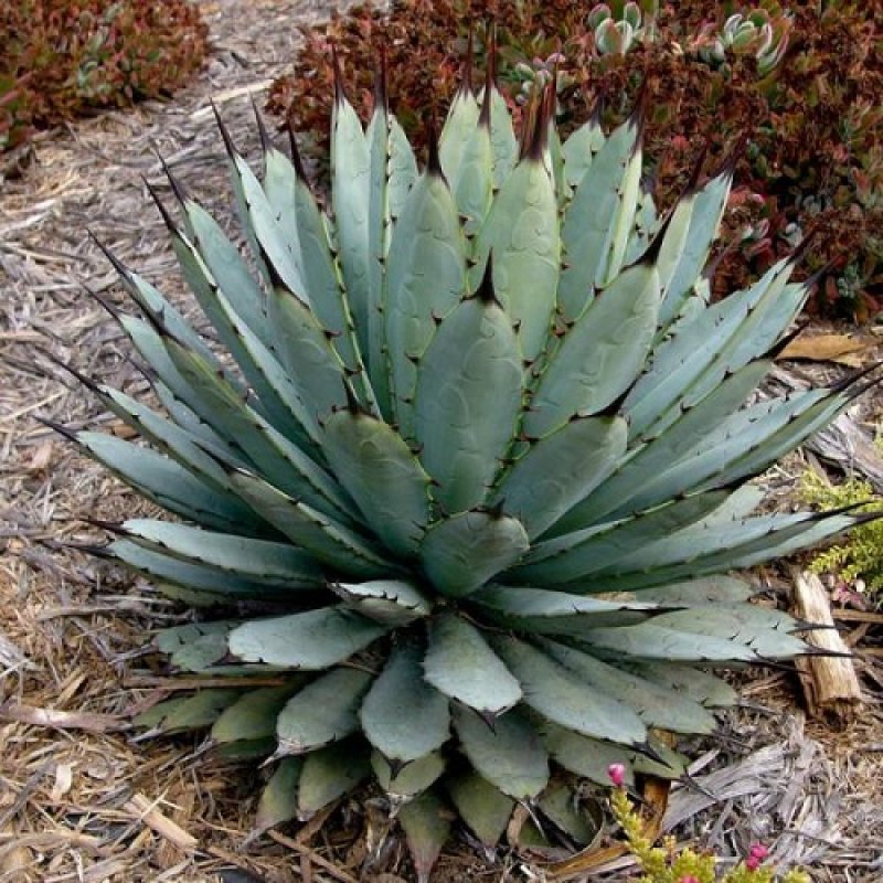 Agáve ´MACROACANTHA´ kont. C12L, priemer ružice 20-40cm, (-6°C) 